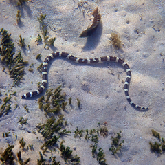 Leiuranus versicolor