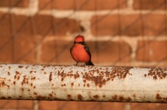 Pyrocephalus rubinus