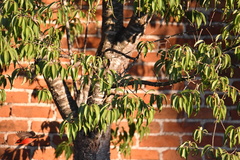 Pyrocephalus rubinus