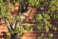 Pyrocephalus rubinus