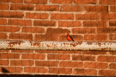 Pyrocephalus rubinus