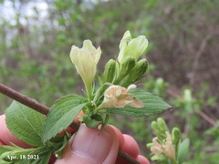 Weigela subsessilis