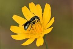 Osmia georgica