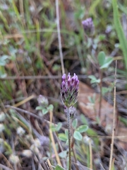 Trifolium dichotomum