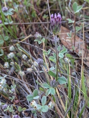 Trifolium dichotomum