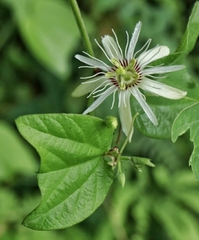 Passiflora cisnana