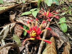 Etlingera