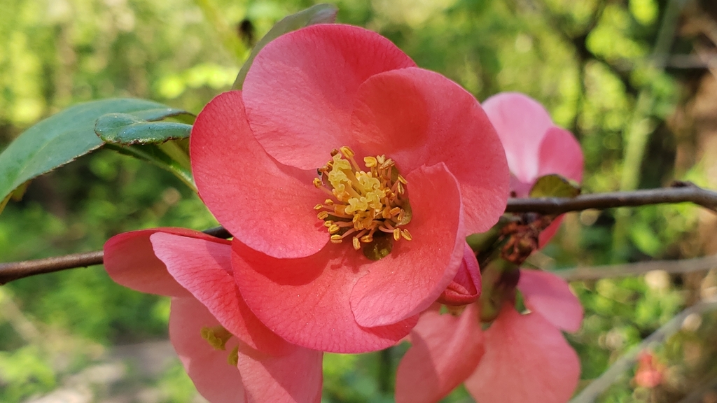 Chaenomeles speciosa, Washington, US
