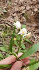 Cephalanthera longifolia image