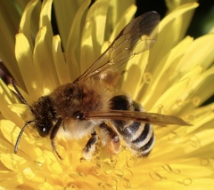 Andrena gravida
