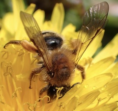 Andrena gravida