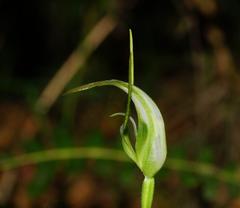 Pterostylis falcata