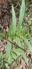 Cephalanthera longifolia image