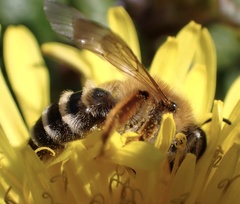 Andrena gravida