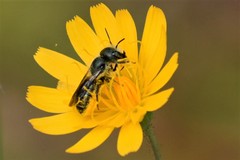 Osmia georgica