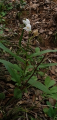 Cephalanthera longifolia image