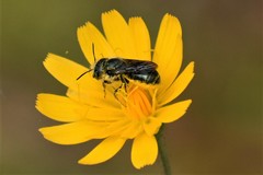 Osmia georgica