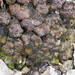Clavascidium lacinulatum - Photo (c) Vitaly Charny, algunos derechos reservados (CC BY-NC), subido por Vitaly Charny
