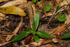 Pterostylis falcata