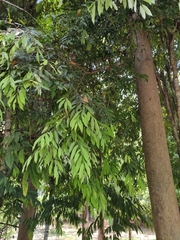 Neolamarckia cadamba