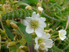 Cerastium viride