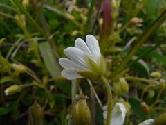 Cerastium viride