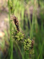 Carex serratodens