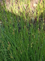 Carex serratodens