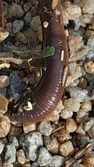 Lumbricus terrestris