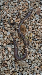 Lumbricus terrestris