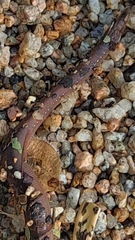 Lumbricus terrestris