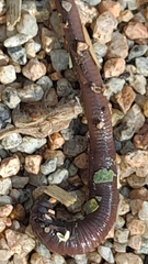 Lumbricus terrestris