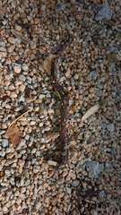 Lumbricus terrestris