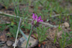 Allium crispum