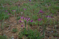 Allium crispum