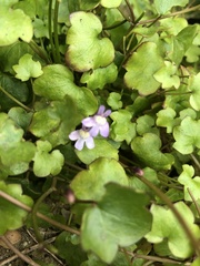 Cymbalaria muralis