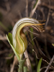 Pterostylis truncata