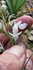 Teucrium pseudochamaepitys image