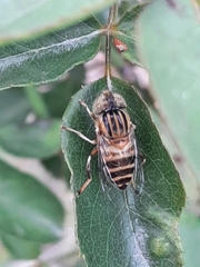 Eristalinus arvorum