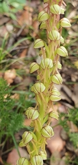 Orchis anthropophora image