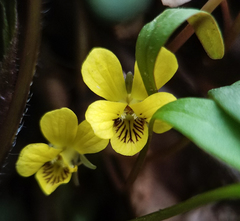 Viola rotundifolia