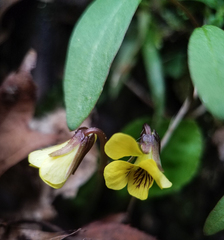Viola rotundifolia