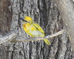 Ploceus xanthopterus