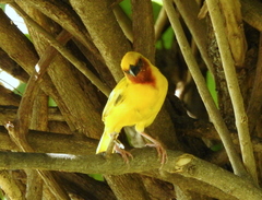 Ploceus xanthopterus