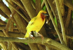 Ploceus xanthopterus