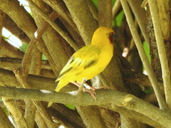 Ploceus xanthopterus