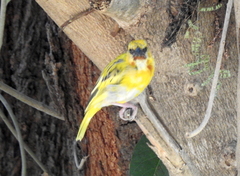 Ploceus xanthopterus