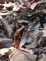 Thauria lathyi