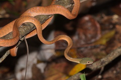 Boiga nigriceps