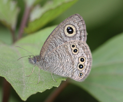 Ypthima baldus madrasa